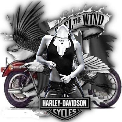 harley davidson bikes bicycles